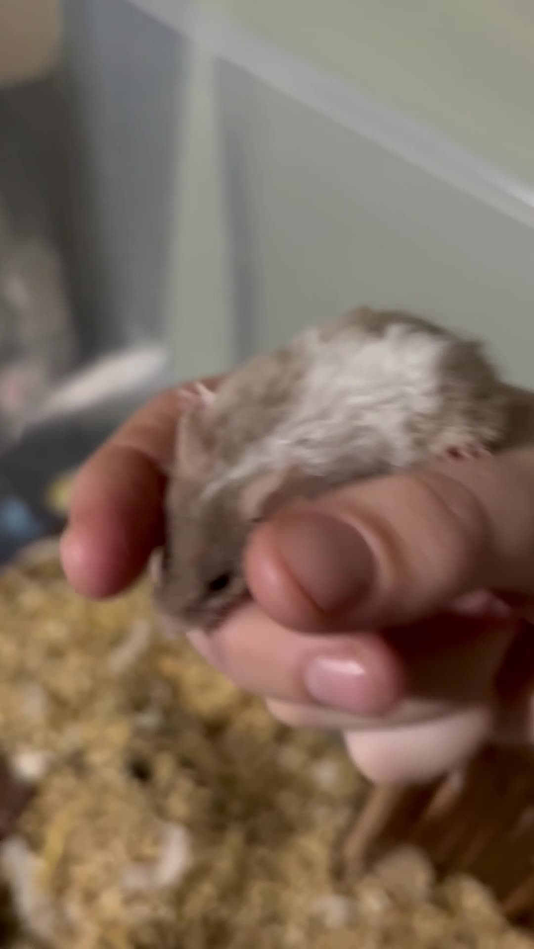 Mouse rodents for sale: Mixed fancy  mice - Video 1