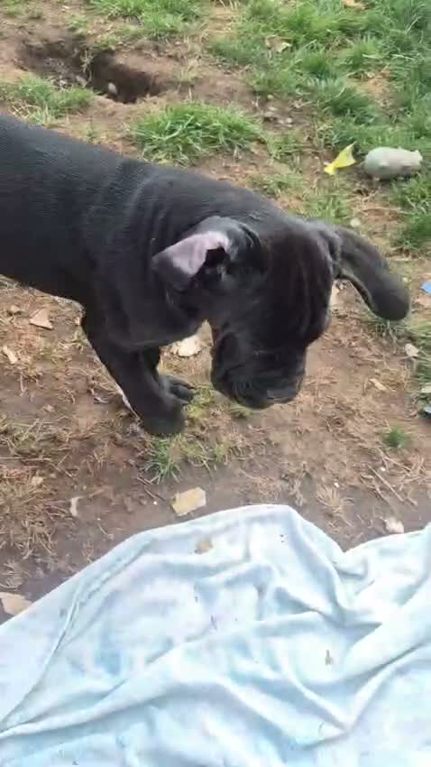 Cane Corso dogs for sale: CANE CORSO PUPPIES ready to leave/2 males - Video 1