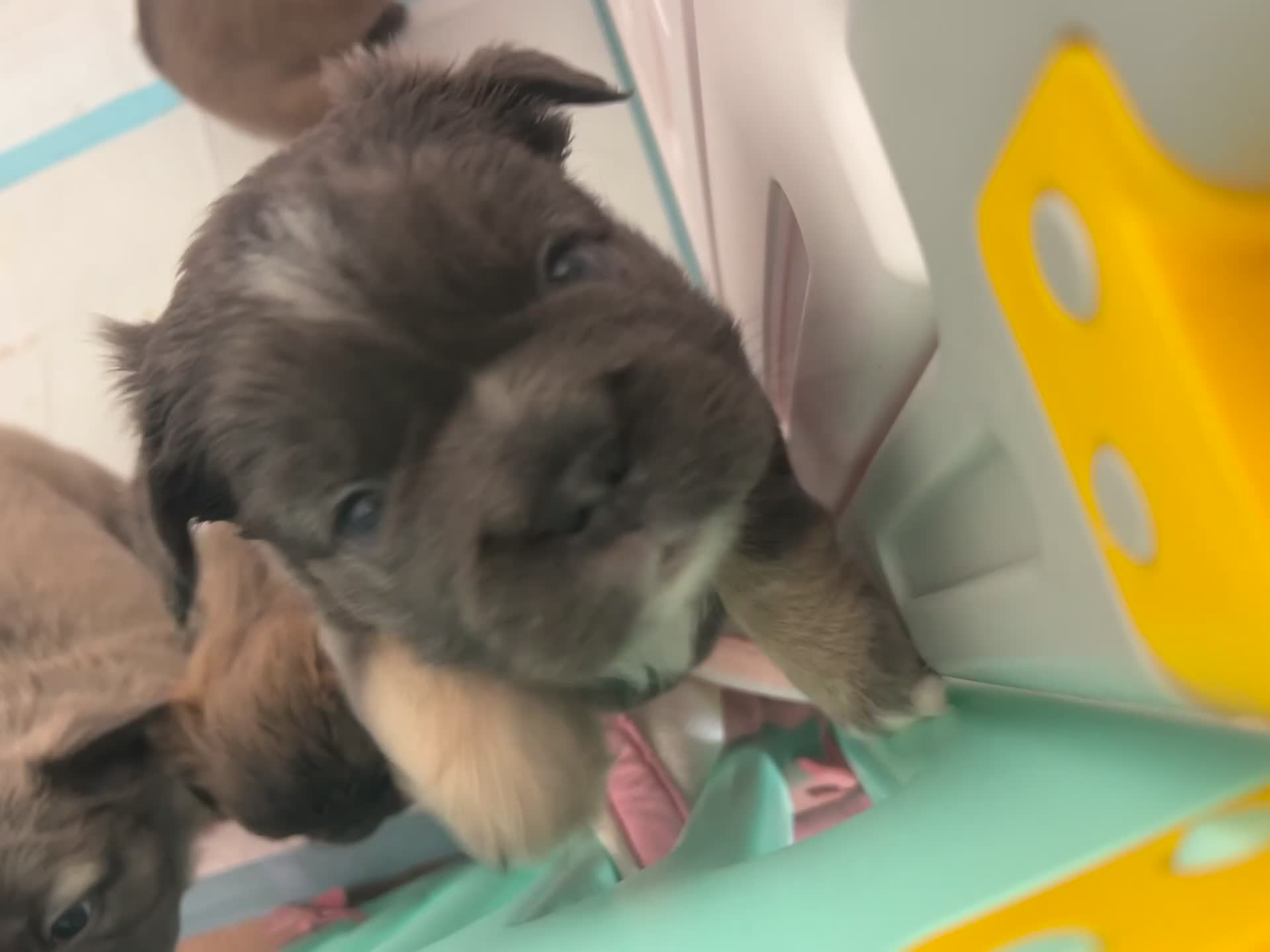 French Bulldog dogs for sale: ✨5 Beautiful Fluffy French Bulldog Puppies ✨ - Video 1