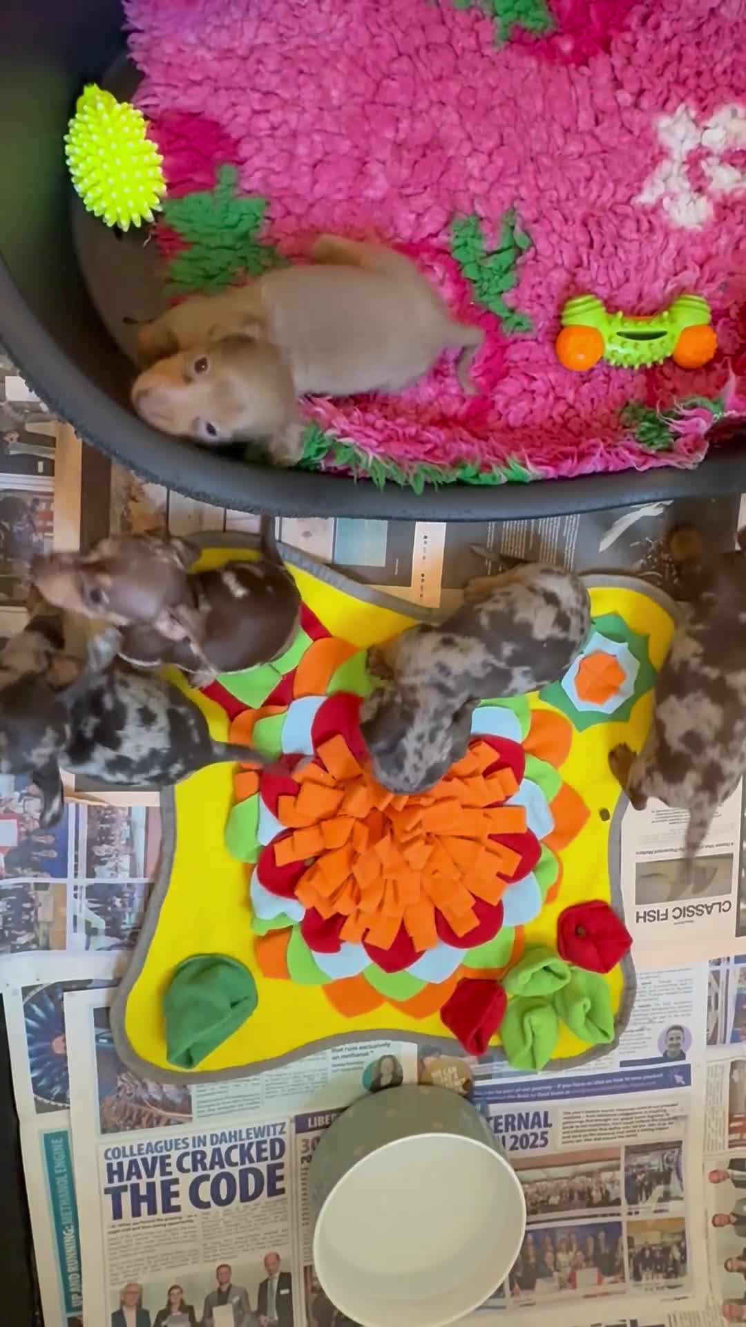 Miniature Dachshund dogs for sale: Miniature Dachshund Dapple Puppies 🐶 5🌟licensed  - Video 2