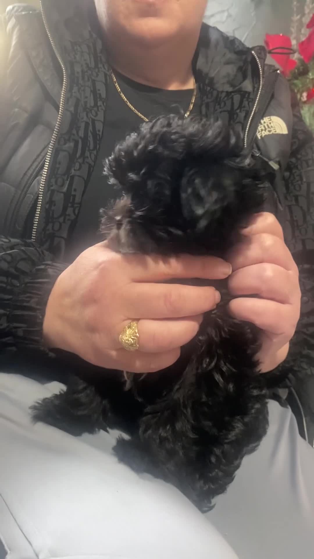 Maltipoo dogs for sale: Rare micro toy teddyface Korean/Asian maltipoos😍 - Video 1