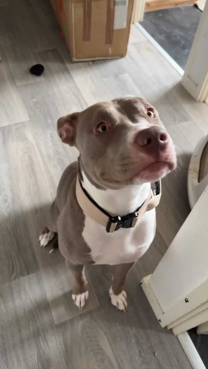 Mixed Breed dogs for sale: 1 year old female Staff  ** tiff  - Video 4