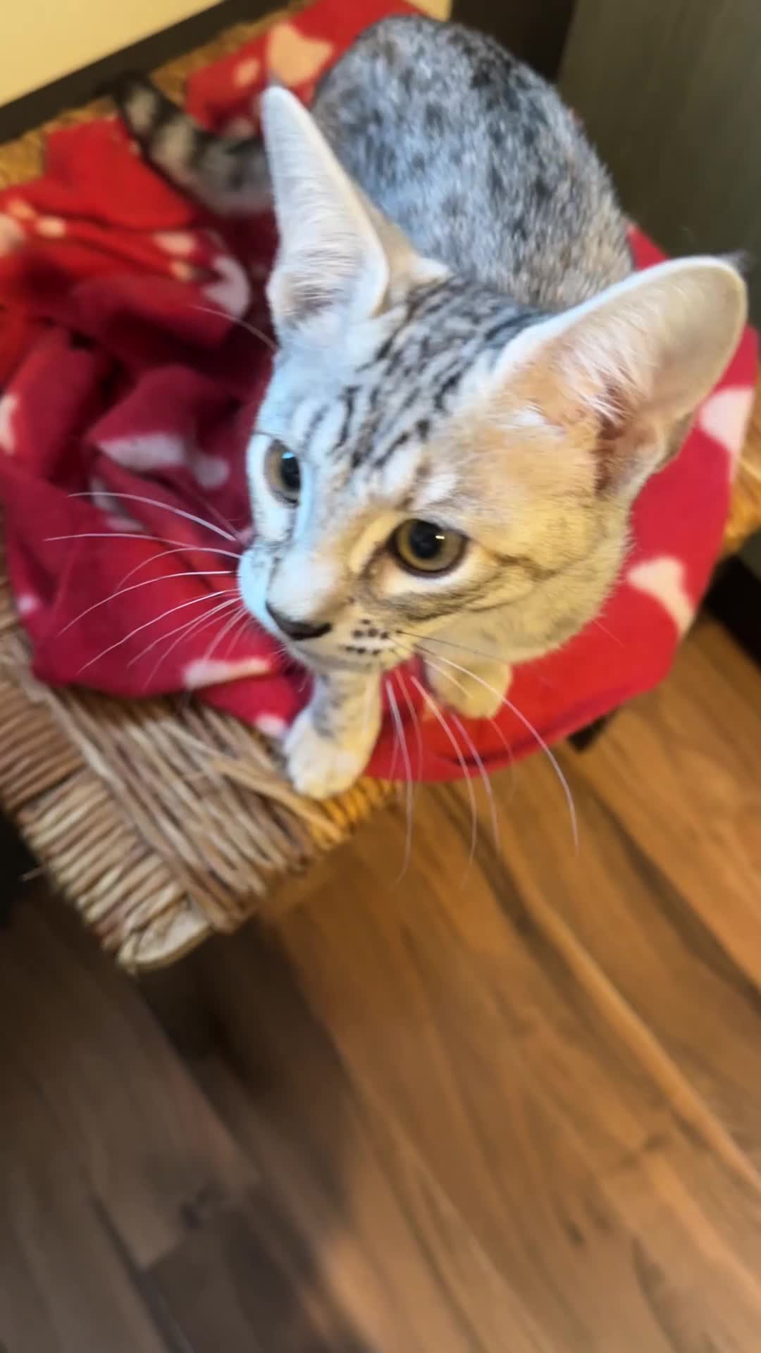 Mixed Breed cats for sale: Amazing Half Bengals !!! - Video 2