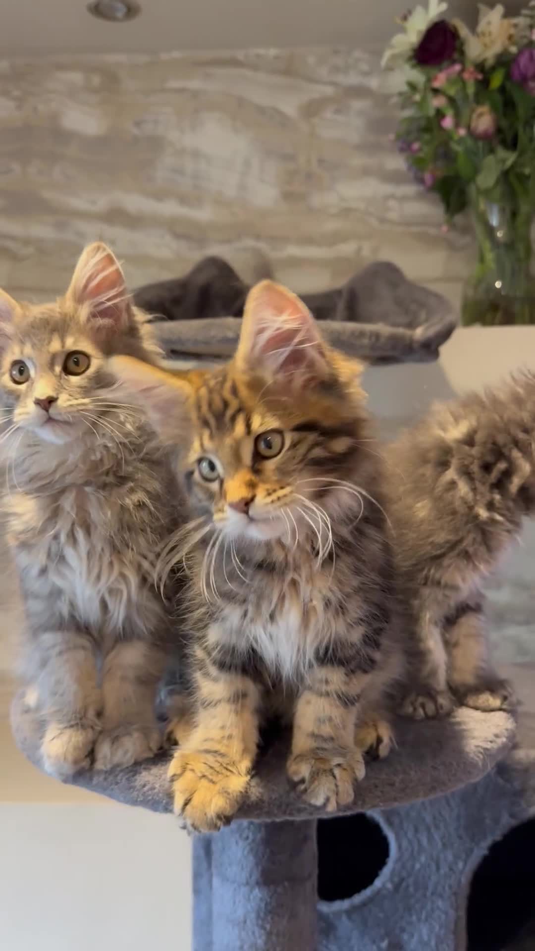 Maine Coon cats for sale: XL Russian Cubs 🇷🇺 ❤️ - Video 5