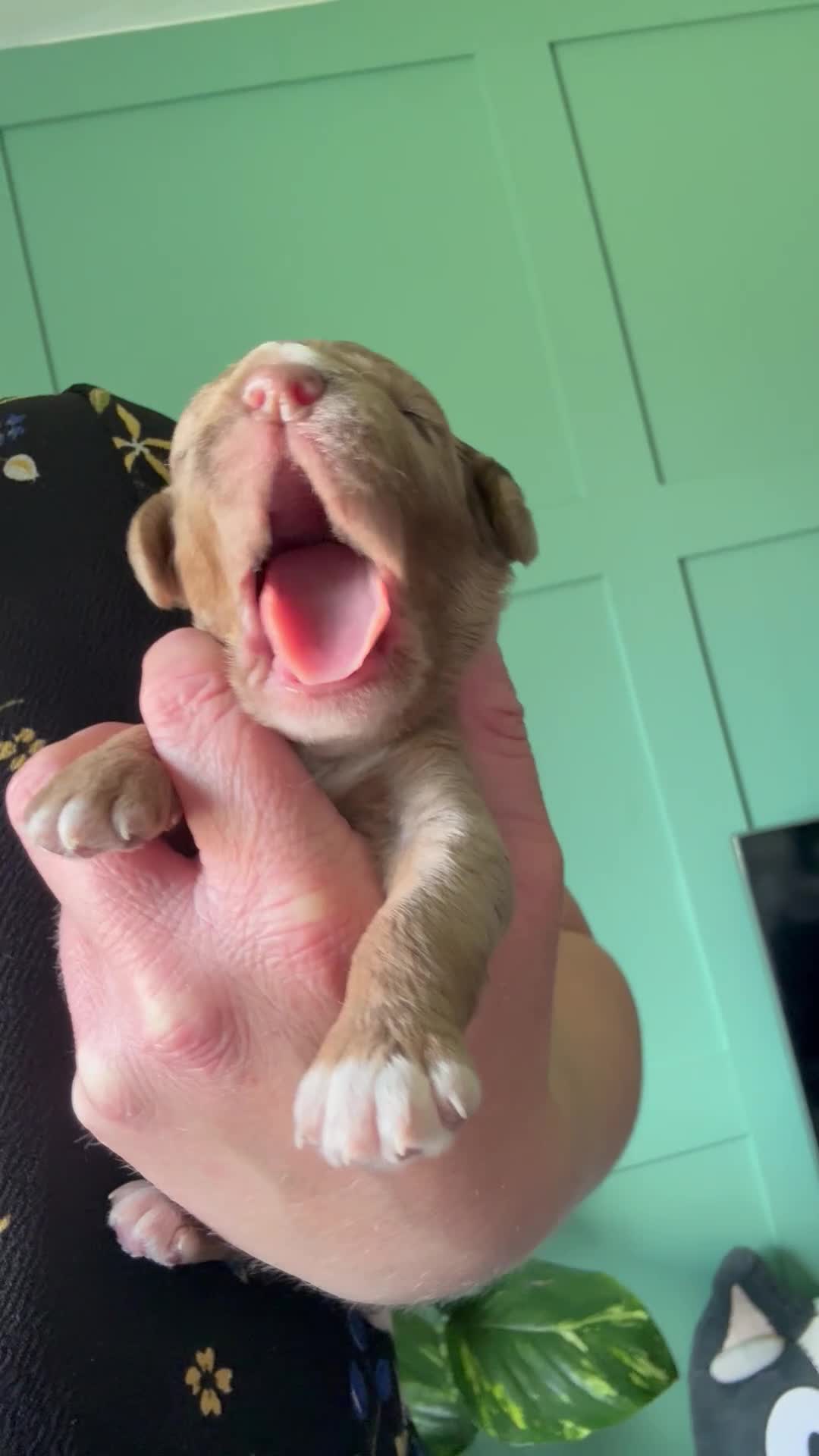Cockapoo dogs for sale: Beautiful cockapoo babies 🐶  - Video 3