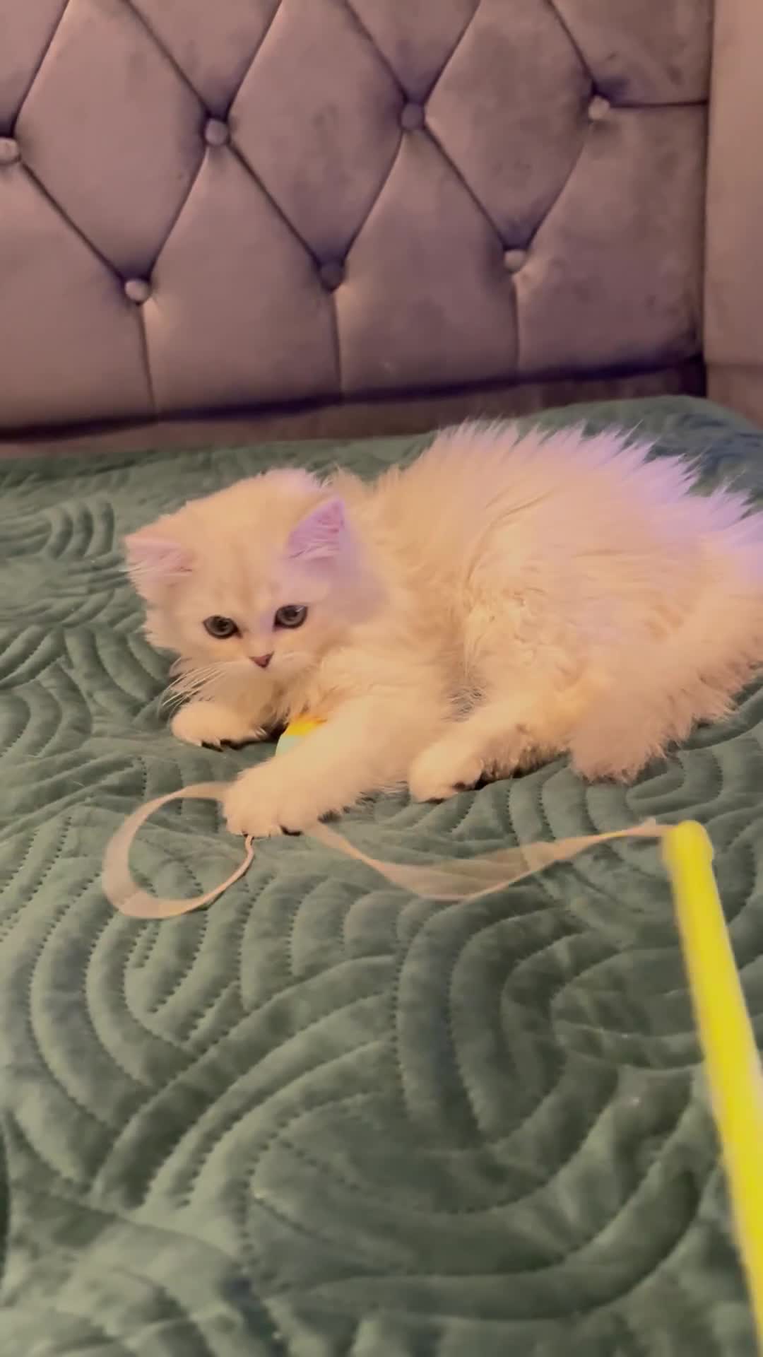 Scottish Fold cats for sale: 💞Beautiful Scottish Fold and Straight kittens🐾 - Video 4