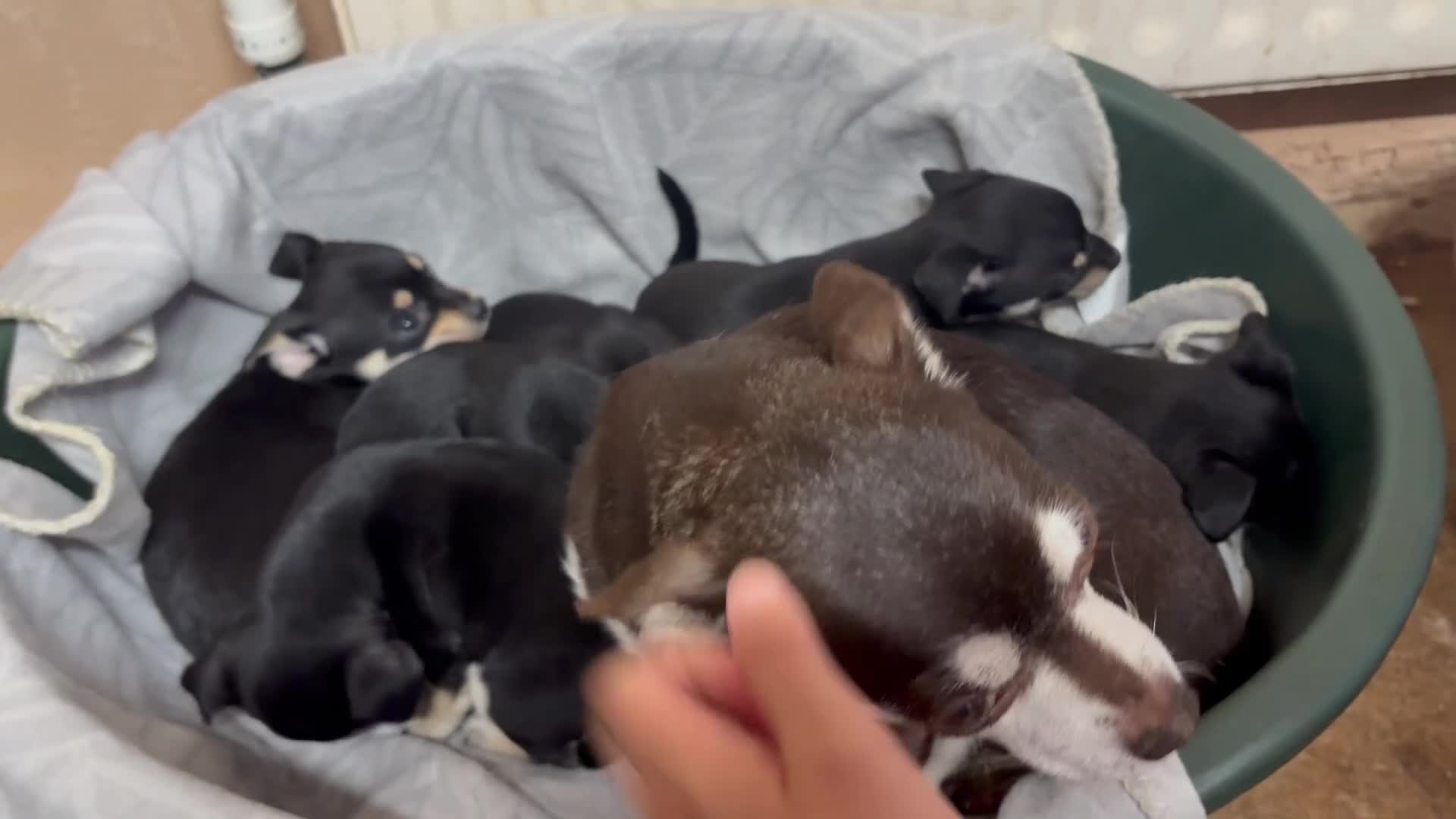 Mixed Breed dogs for sale: 🐶Chihuahua × Miniature Pinscher Puppies  - Video 2