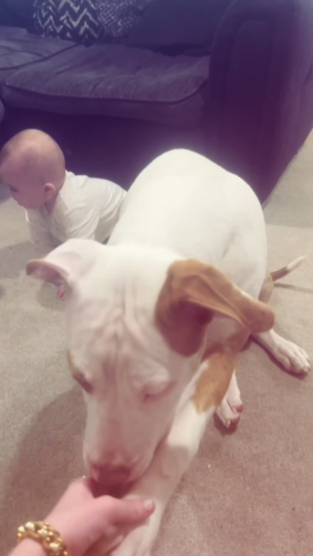 American Bully dogs for sale: luna  in Derby - Video 3