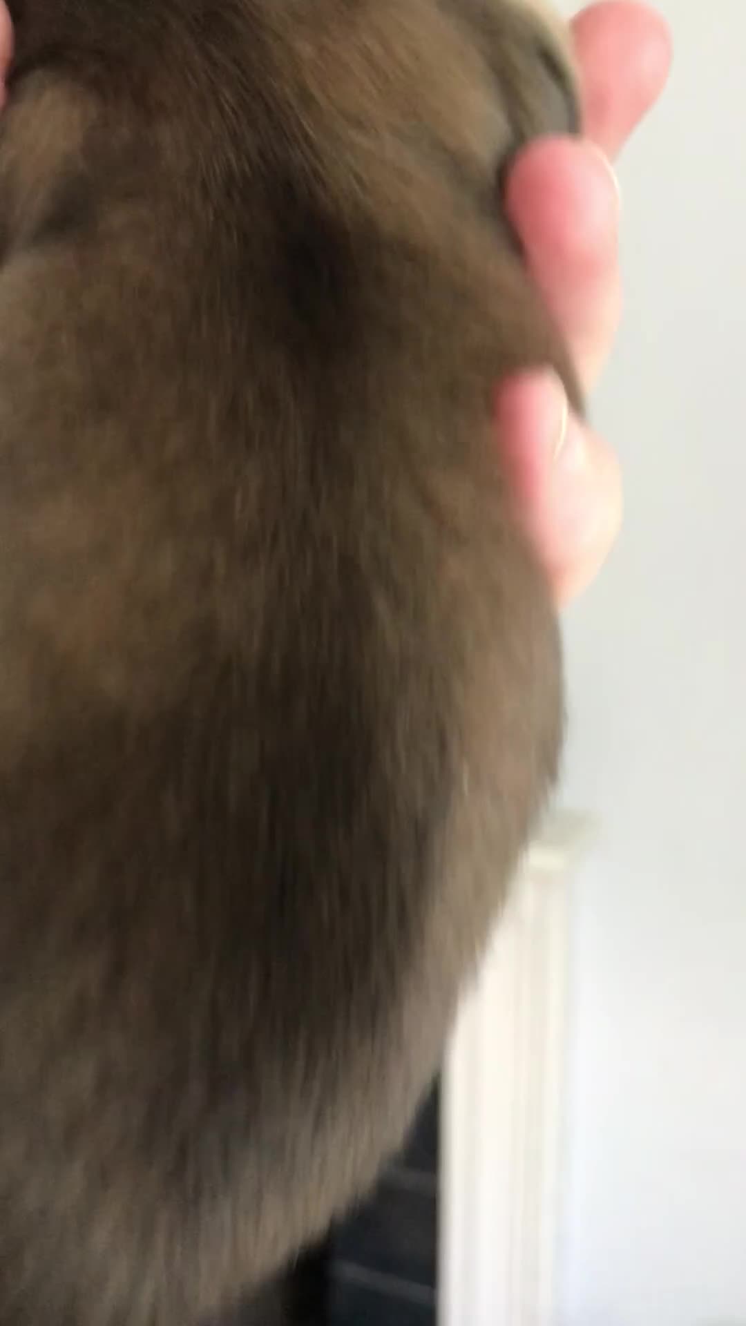 Miniature Dachshund dogs for sale: Stunning kc registered mini longhaired dachshunds - Video 1