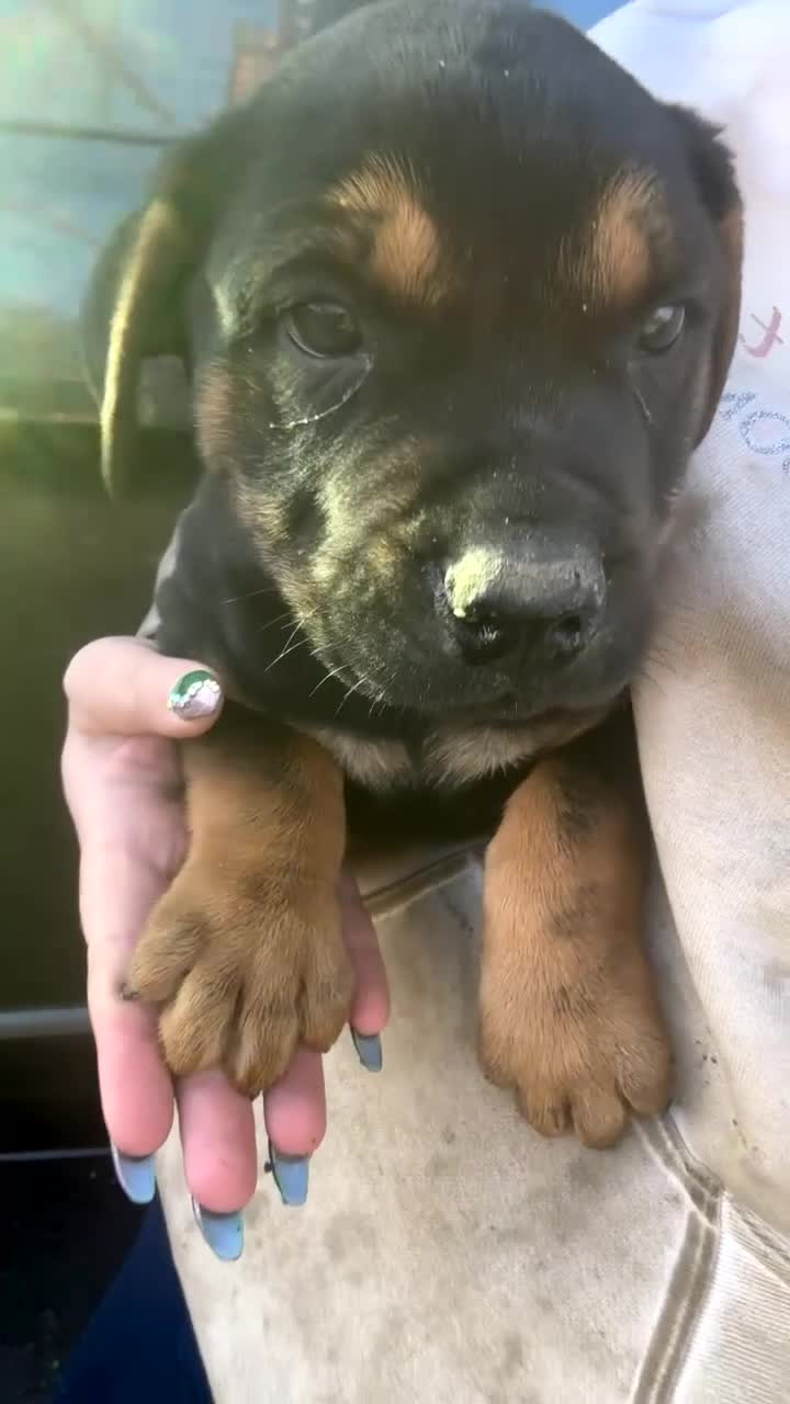 Bullmastiff dogs for sale: Bullmastiff puppies… READY TO LEAVE - Video 2