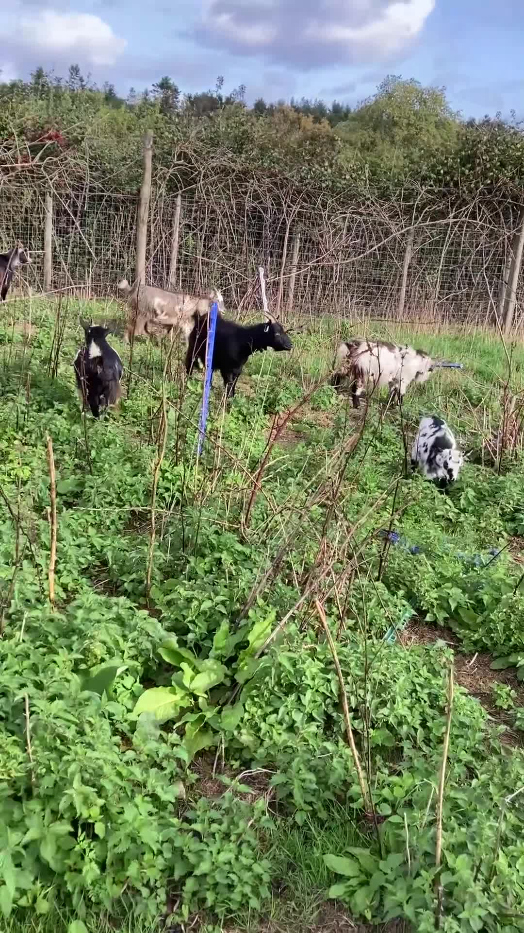 Goats livestock for sale: Gorgeous pigmy goats for sale - Video 1