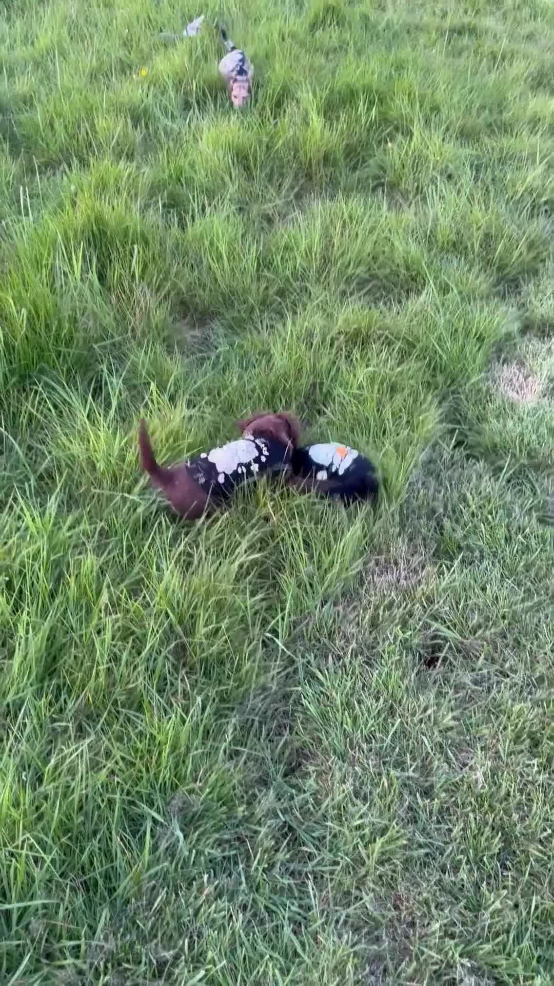 Mixed Breed dogs for sale: 2 left! Chihuahua x Cocker Spaniel cockerhuahua - Video 4