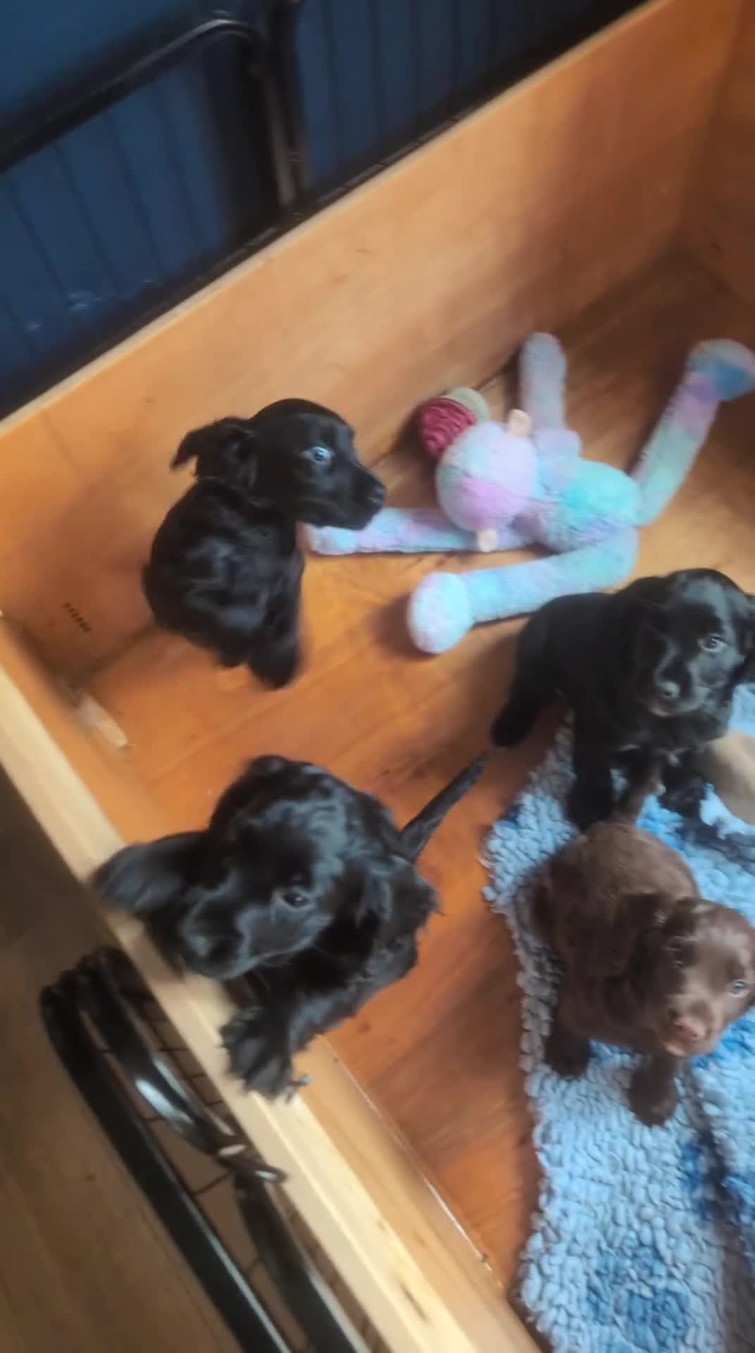 Cocker Spaniel dogs for sale: Working cocker spaniel bitch, last of litter  in Doncaster - Video 2
