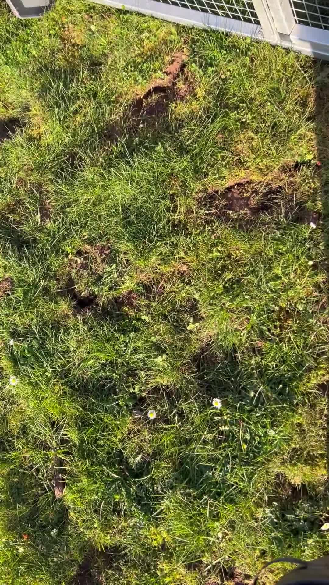 Cockerdor dogs for sale: Cockerdor  Puppies in Hereford - Video 1