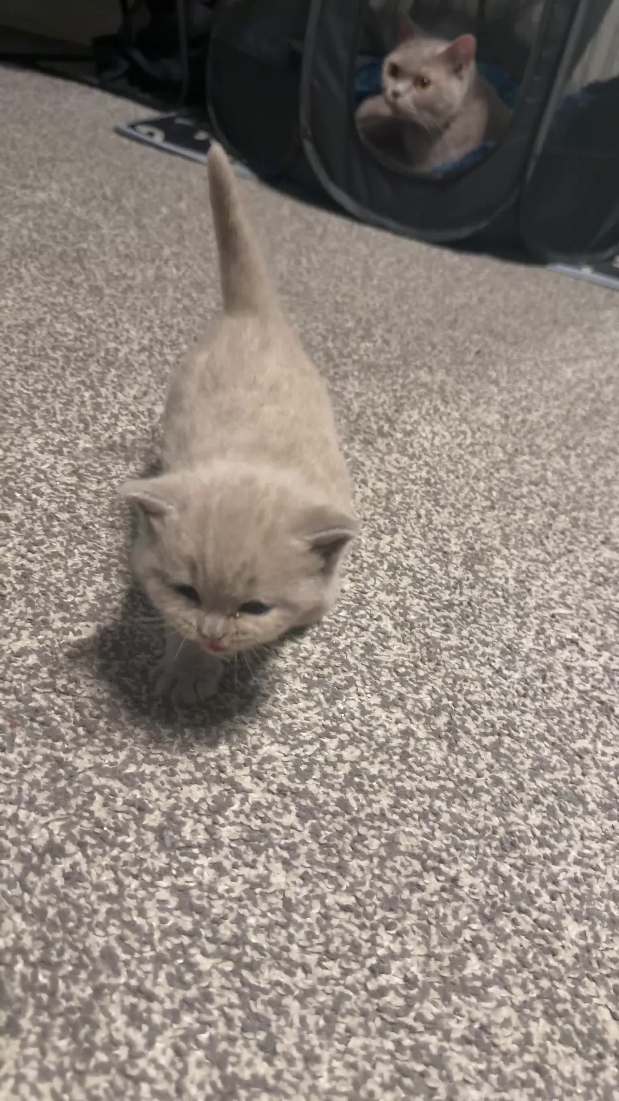 British Shorthair cats for sale: GCCF British Shorthair Lilac Kittens-Champion Line in Watford - Video 2