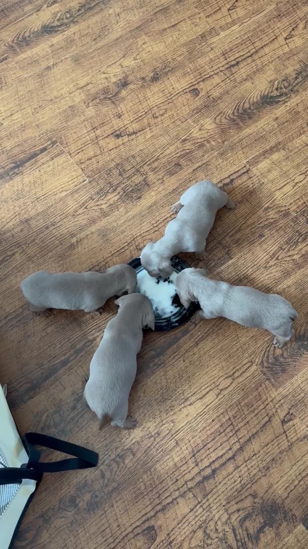 Miniature Dachshund dogs for sale: Miniature Dachshund Puppies  in Newcastle upon Tyne - Video 1
