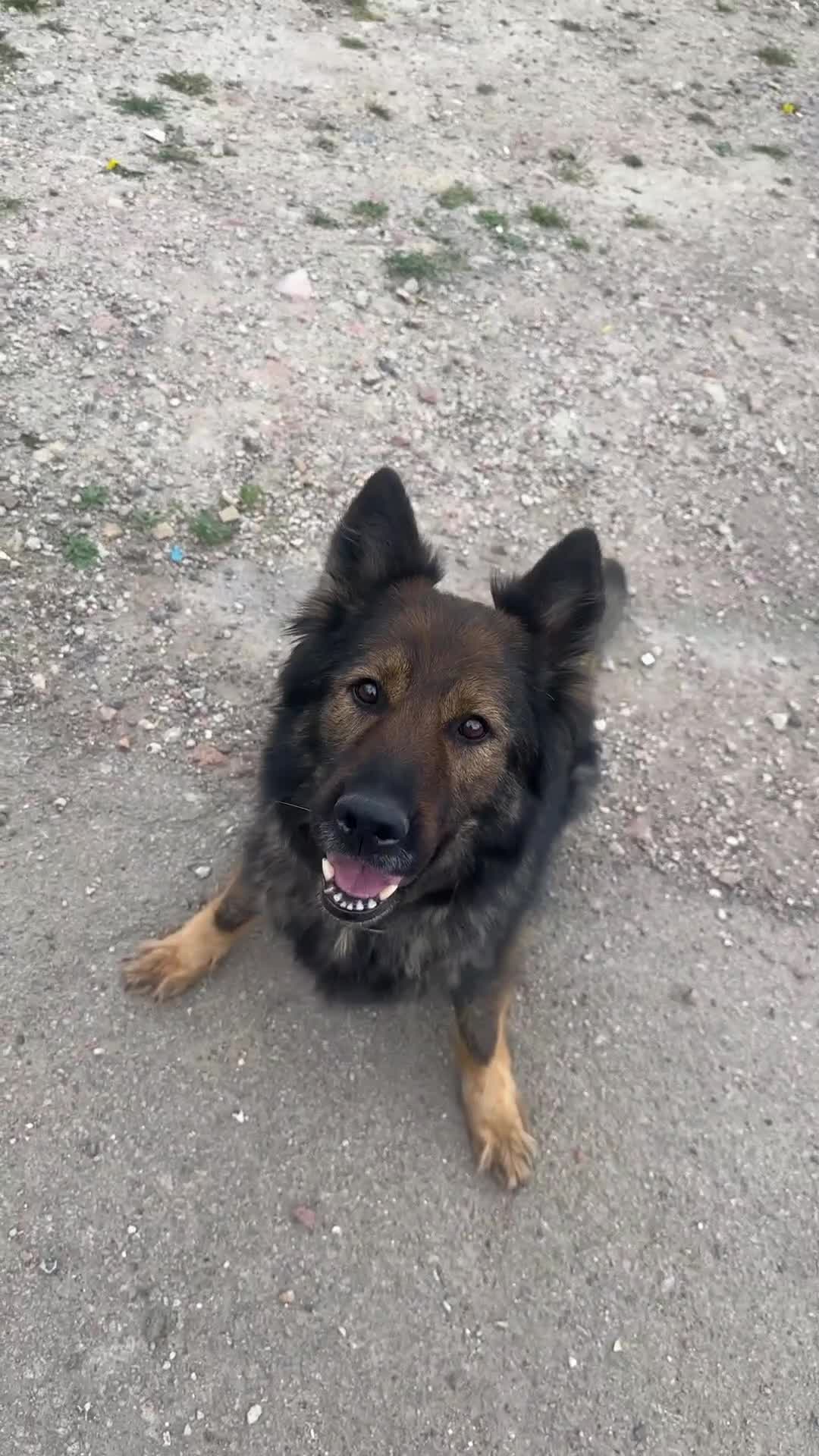 German Shepherd dogs for sale: German shepherd in London - Video 1