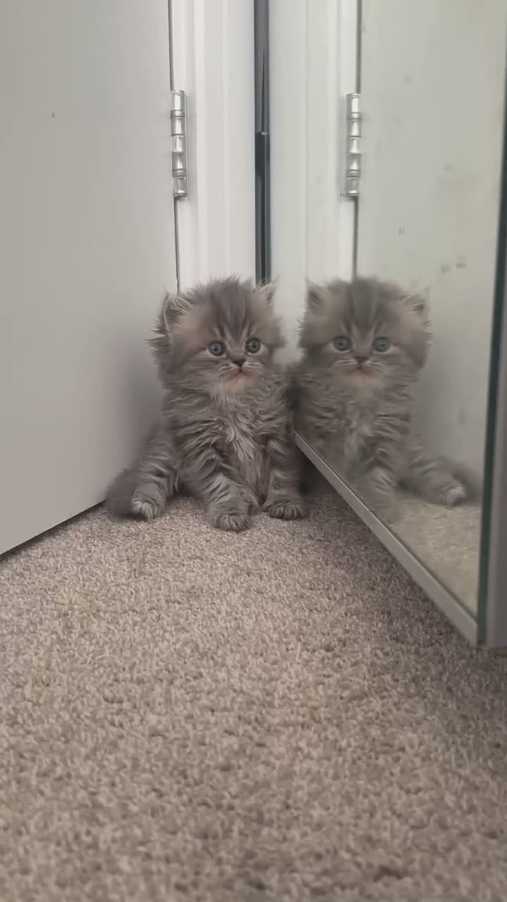 Persian cats for sale: Beautiful Persian Kittens from GCCF reg Parents - Video 1