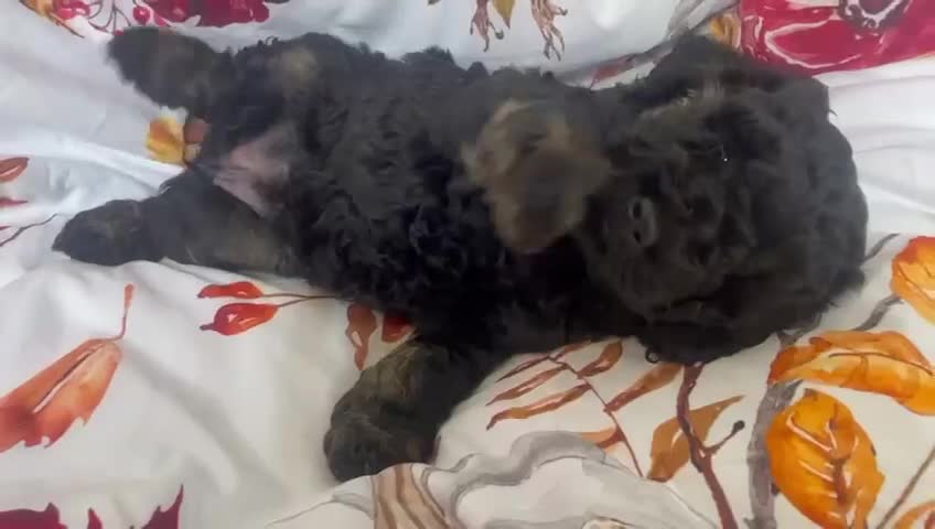 Cavapoo dogs for sale: READY TO LEAVE FOR THEIR NEW ADVENTURES  - Video 4