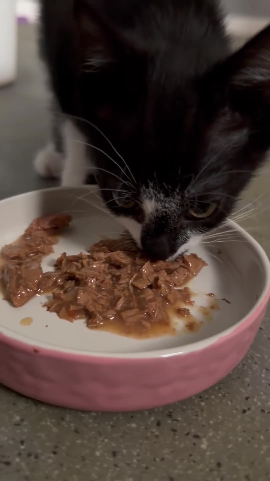 Mixed Breed cats for sale:  Curious mixed breed kitten for sale!!!! in London - Video 1