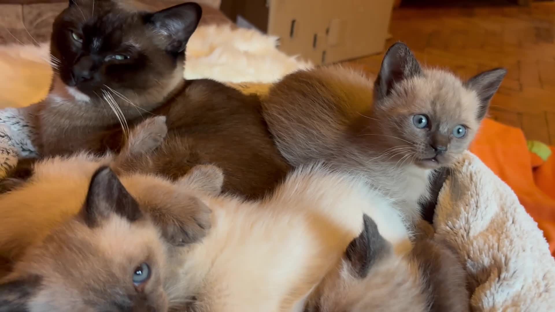 Tonkinese cats for sale: Superb Tonkdoll girl - Video 1