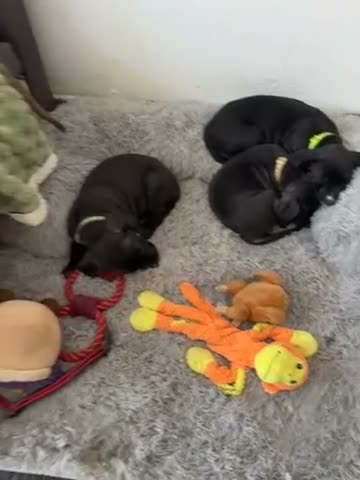 Mixed Breed dogs for sale: Lovely puppy’s for sale  in Coventry - Video 1