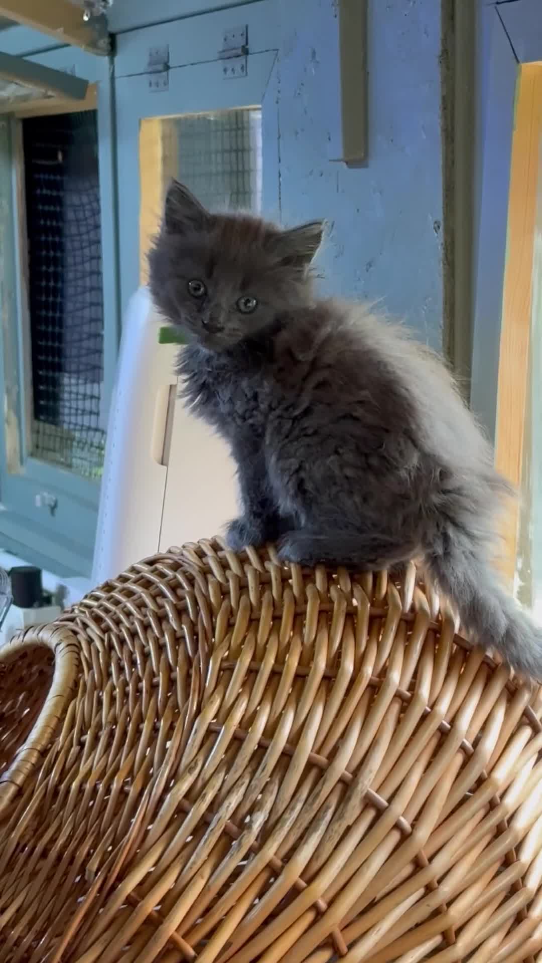 Maine Coon cats for sale: Mainecoon  - Video 1
