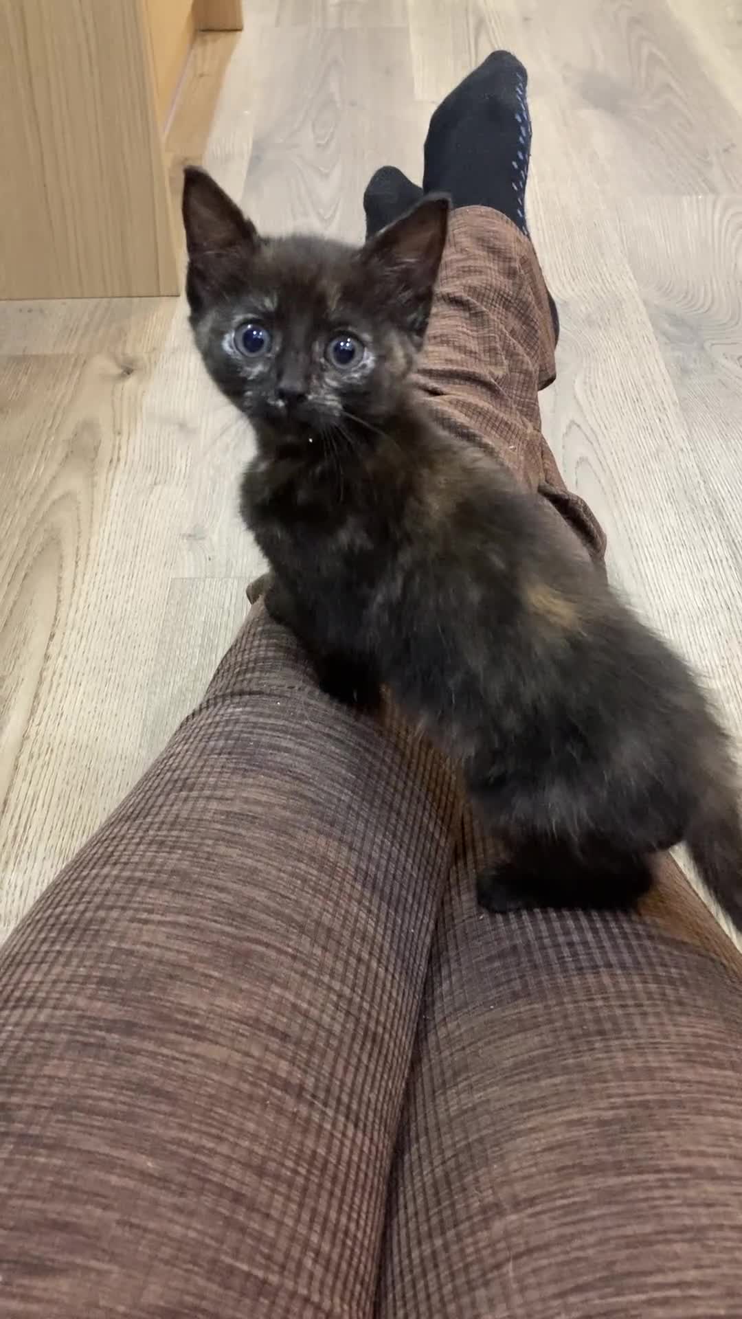 Mixed Breed cats for sale: Semi Longhaired Kittens - Video 4
