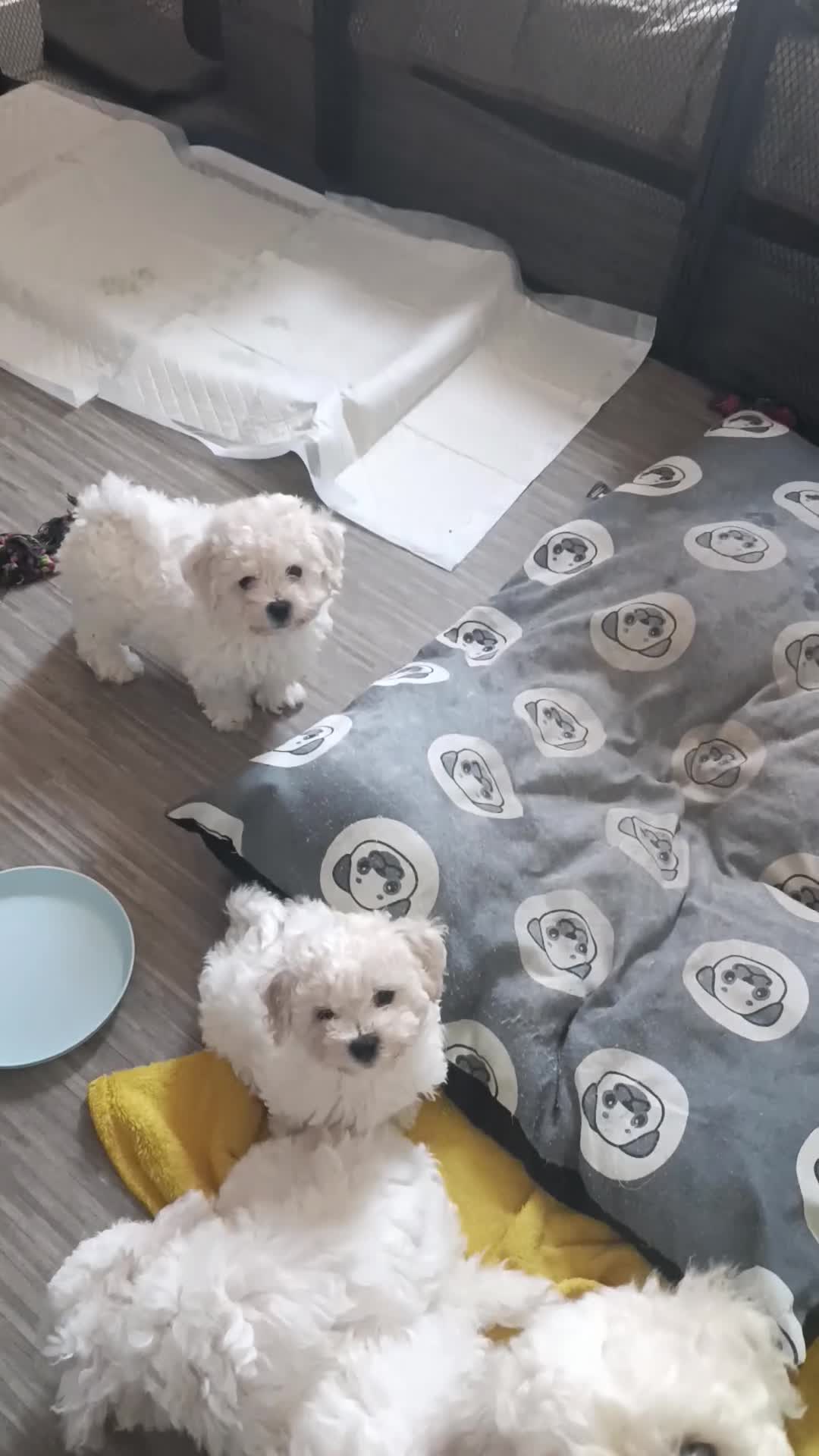 Bichon Frise dogs for sale: Bishon frise - Video 1