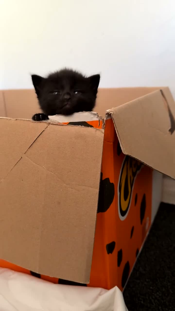 Mixed Breed cats for sale: 6 beautiful young kittens in Barnet - Video 1
