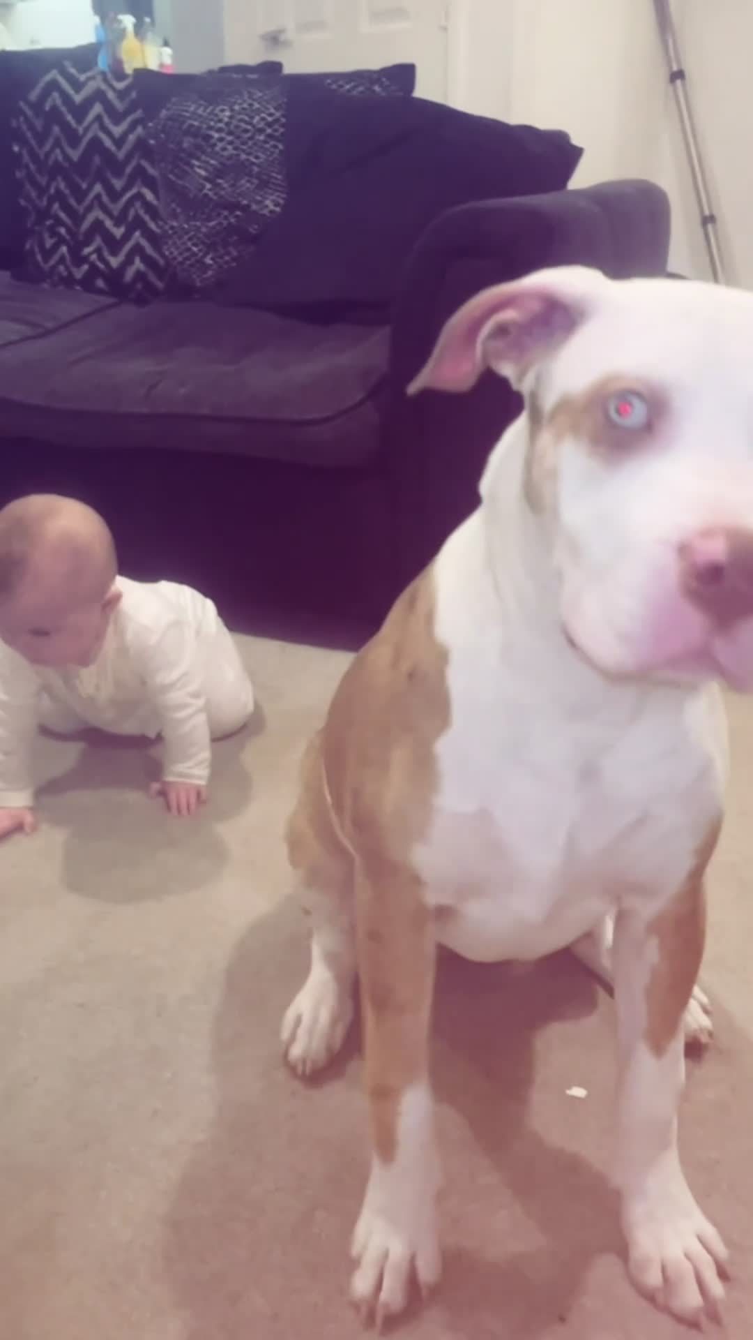 American Bully dogs for sale: luna  in Derby - Video 2