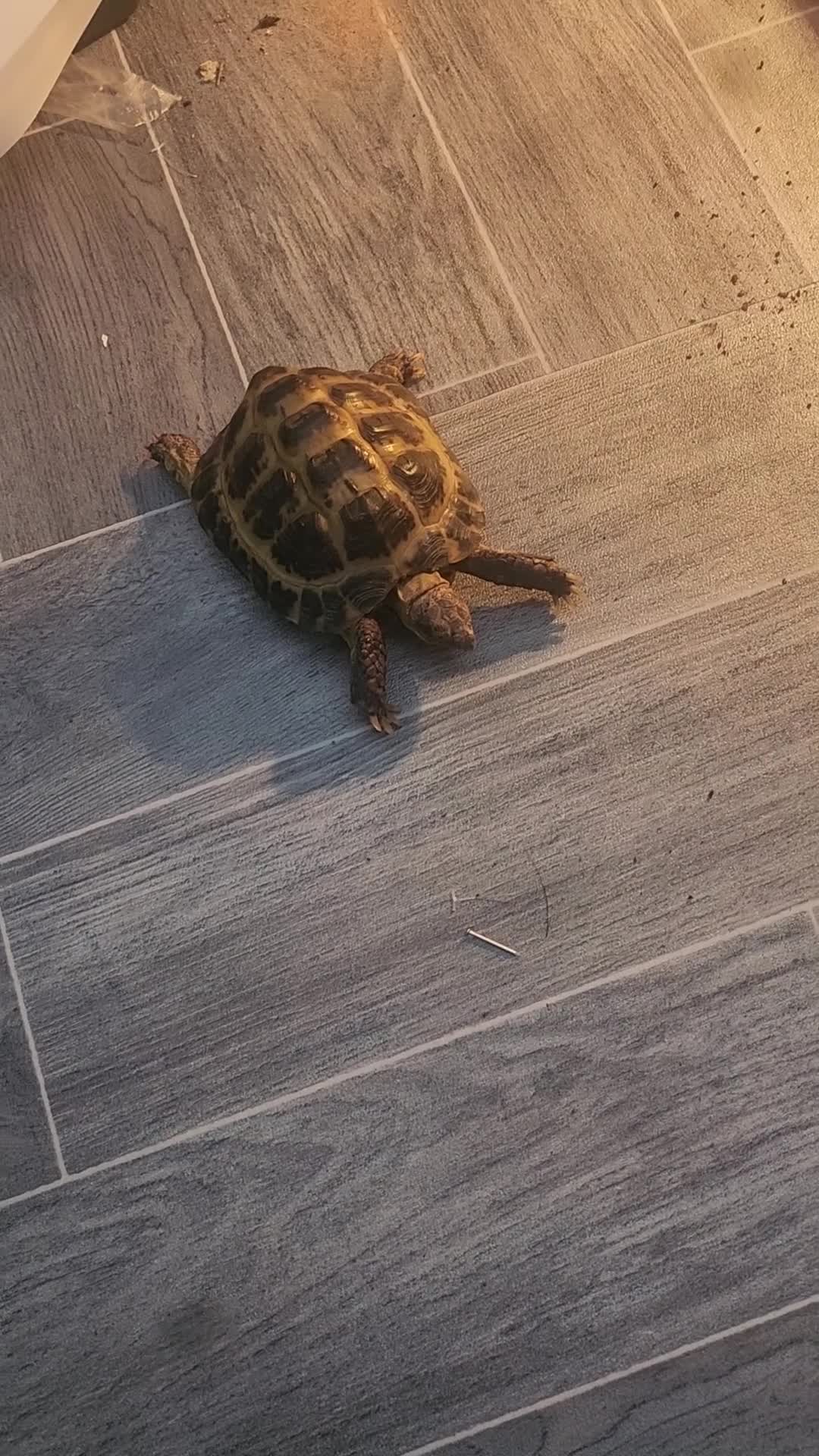 Hermann Tortoise reptiles for sale: Horsefield tortoise  in Birmingham - Video 1