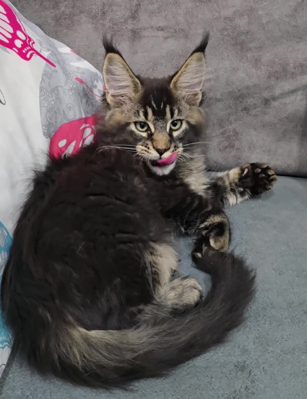 Maine Coon cats for sale: Pedigree TICA Maine Coon kittens READY  - Video 3