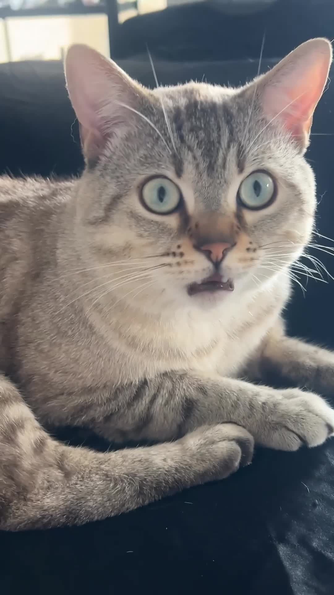 Mixed Breed cats for sale: Mixed British Shorthair and Tabby Male  - Video 2