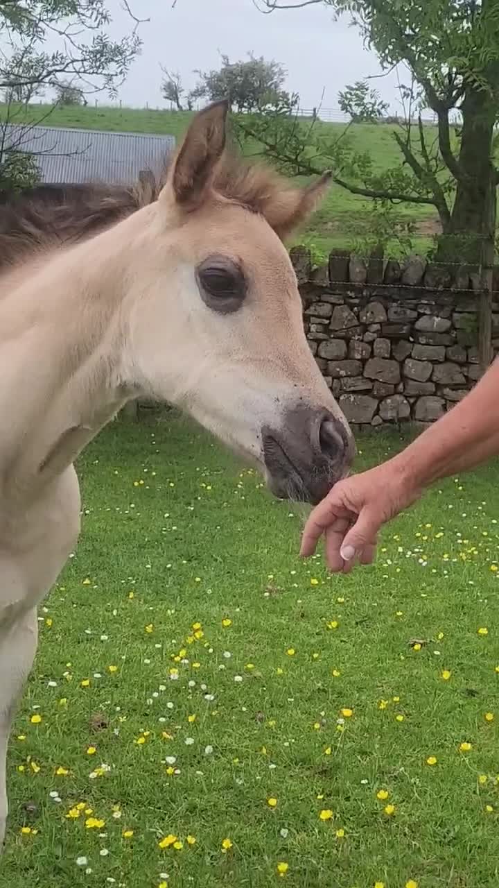 American Quarter horses for sale: QH Filly searching for superior dwelling & staff - Video 1