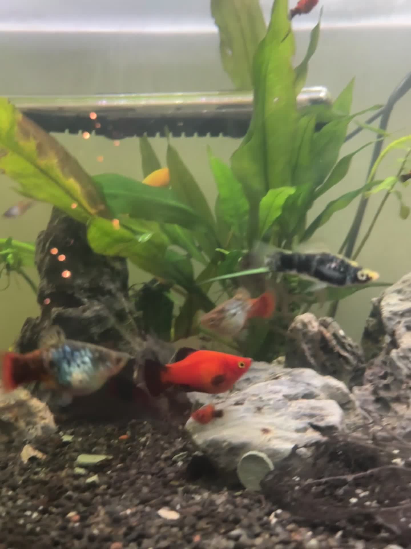 Other/Mixed Breed fish for sale: Beautiful livebearers  - Video 1