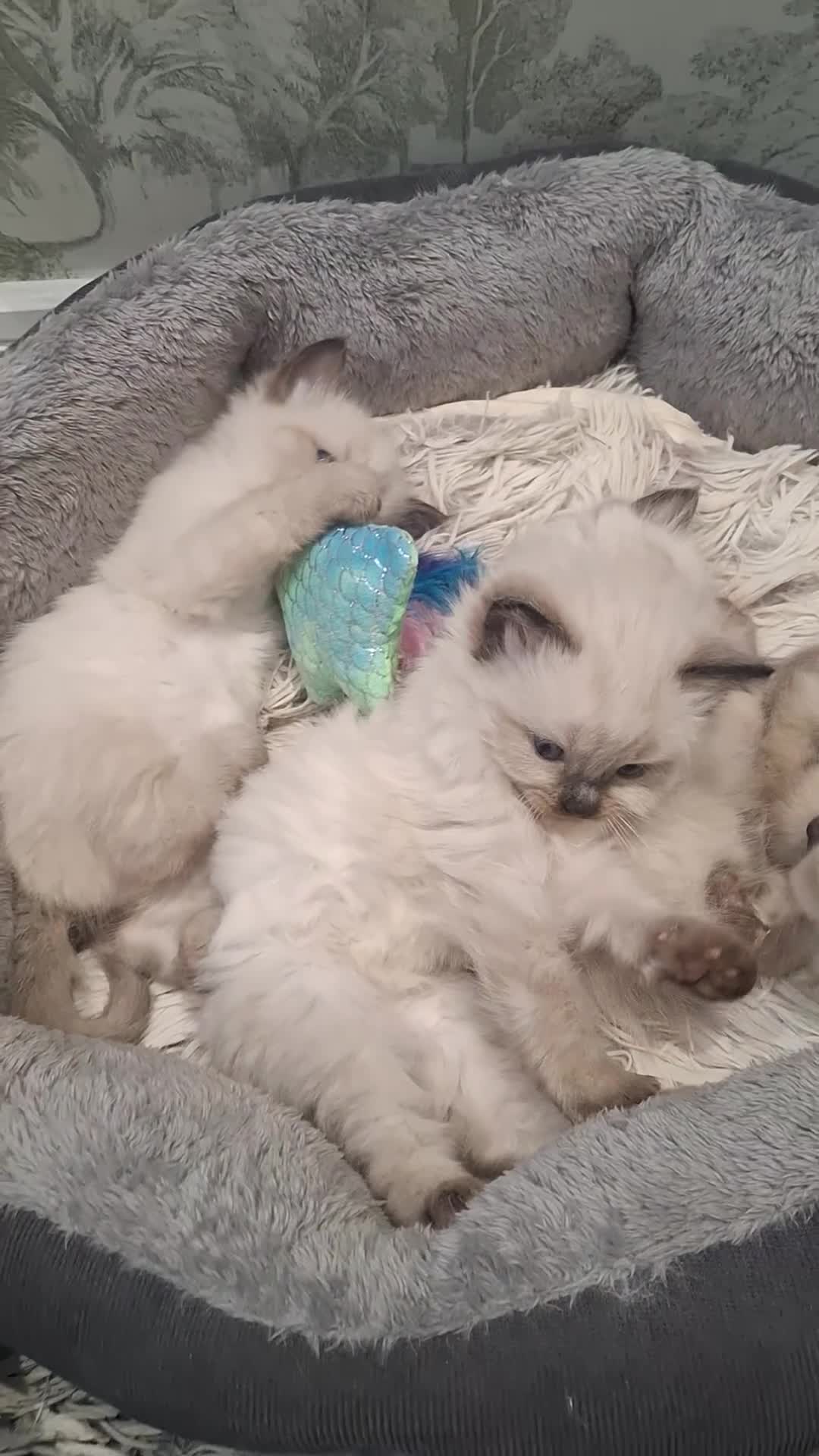 Ragdoll cats for sale: 🌸 Adorable Ragdoll Kittens 🌸 - Video 4