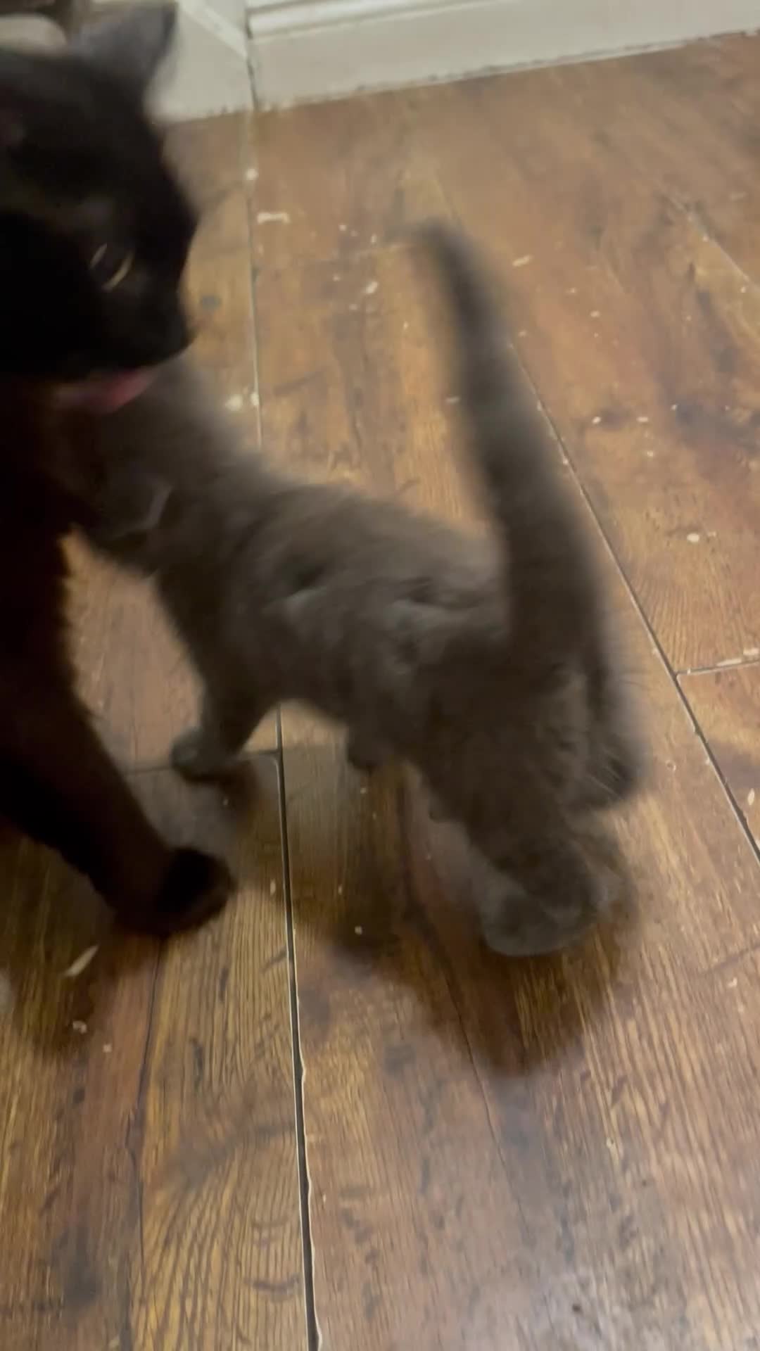 Mixed Breed cats for sale: Female grey kitten  - Video 4