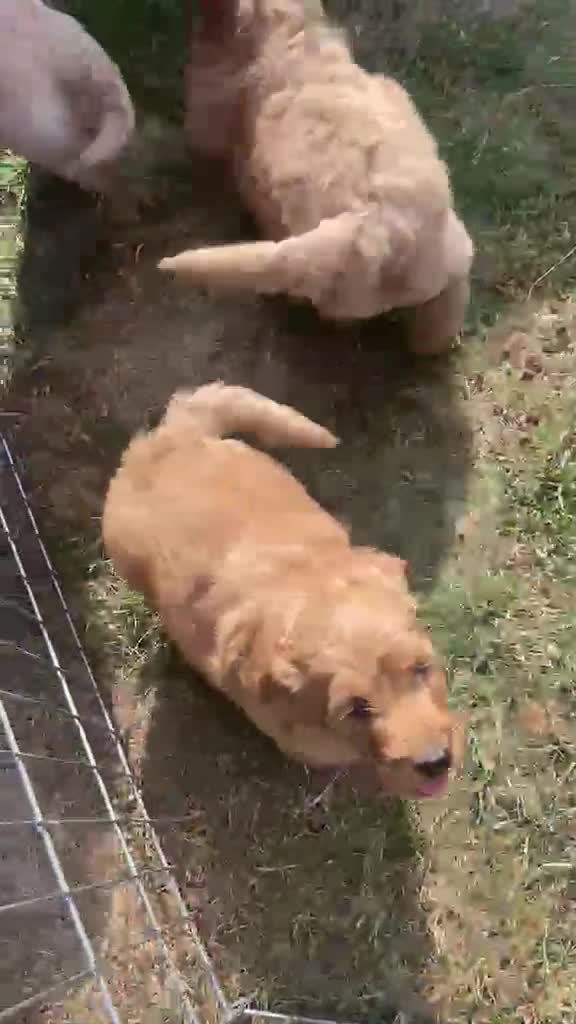Mini Goldendoodle dogs for sale: F2 miniature goldendoodles - Video 4