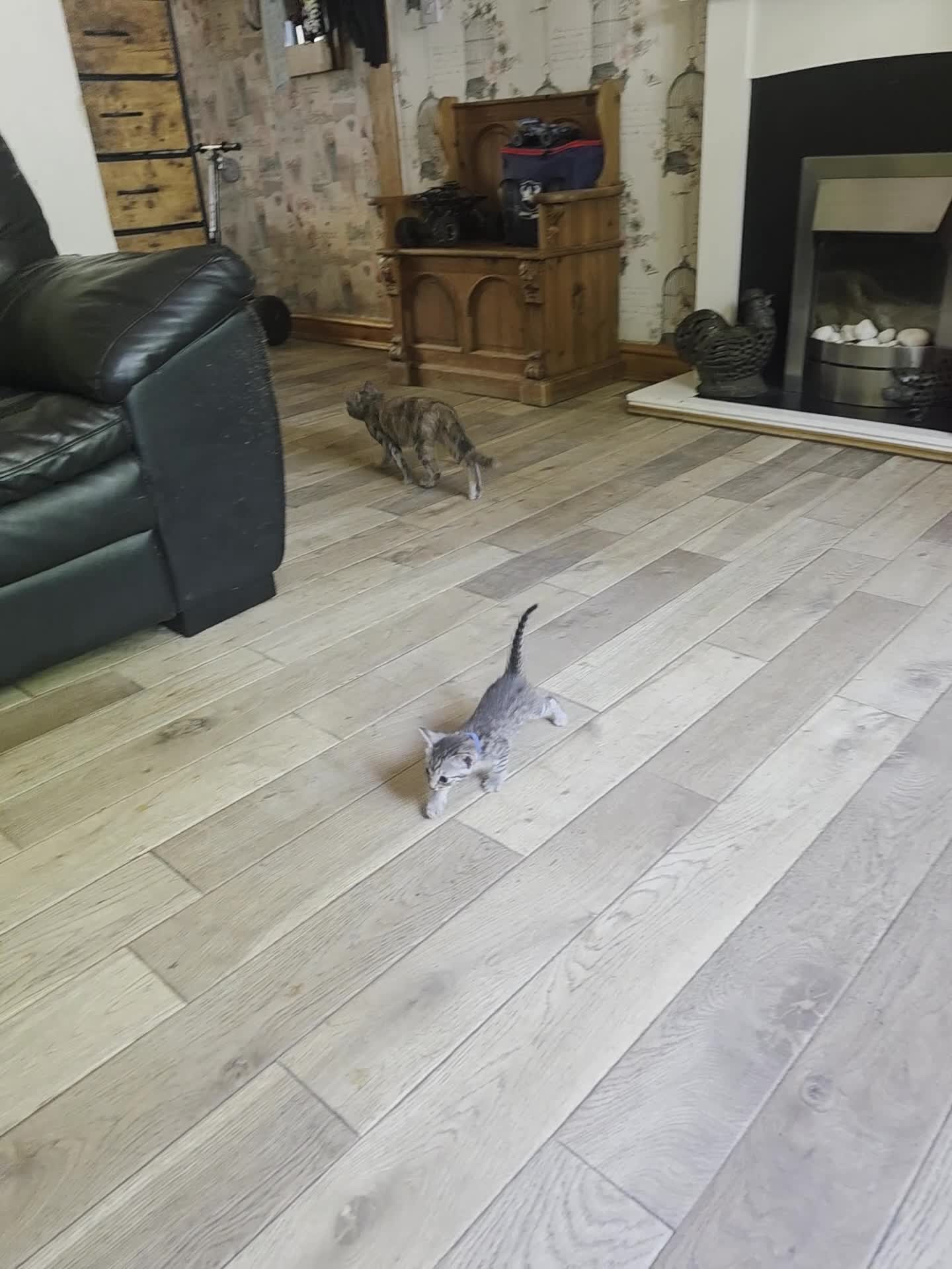 Bengal cats for sale: Bengal charcoal silver kittens from snow linx  - Video 1
