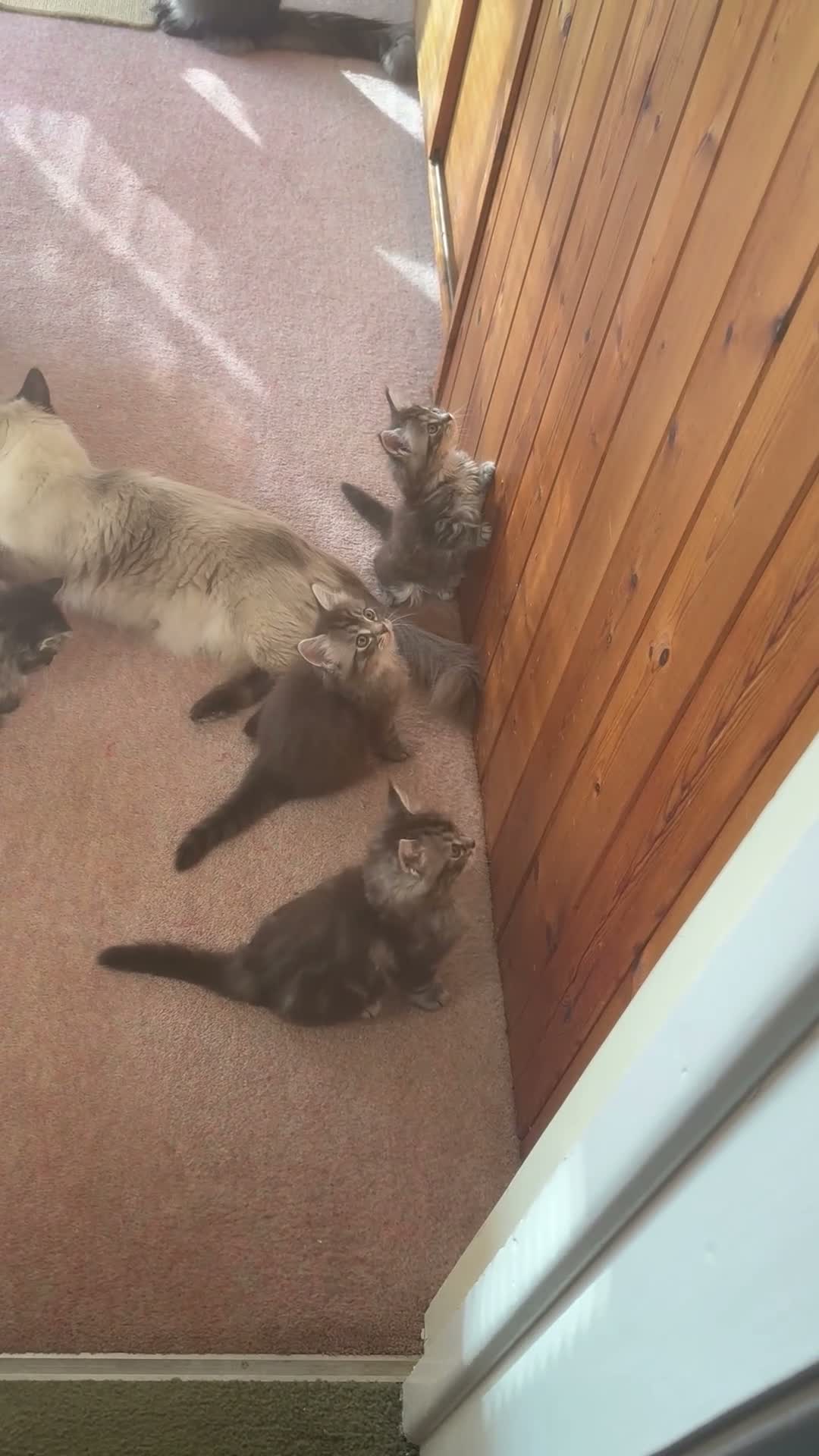 Mixed Breed cats for sale: Mainecoon/Ragdoll kittens  in Winscombe - Video 5