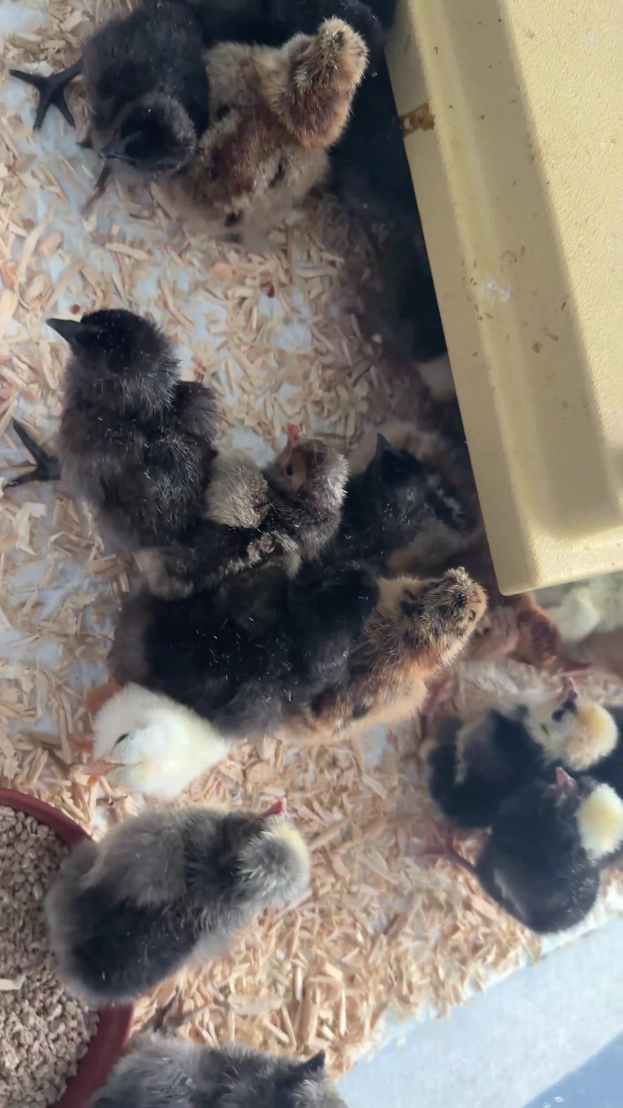 Chickens poultry for sale: Polish & silkie chicks  - Video 2