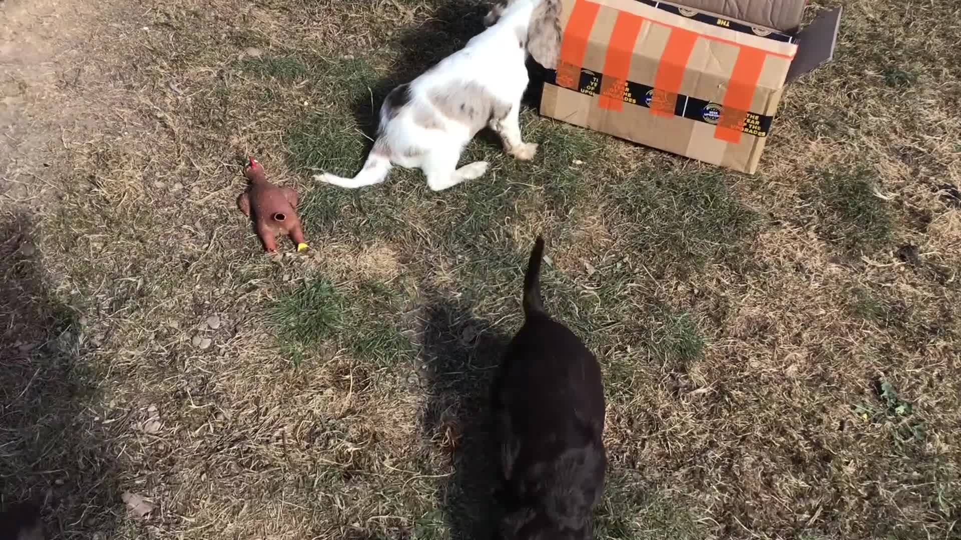 Cocker Spaniel dogs for sale: Whitchurch, Shropshire. Cocker Spaniel Puppies - Video 1