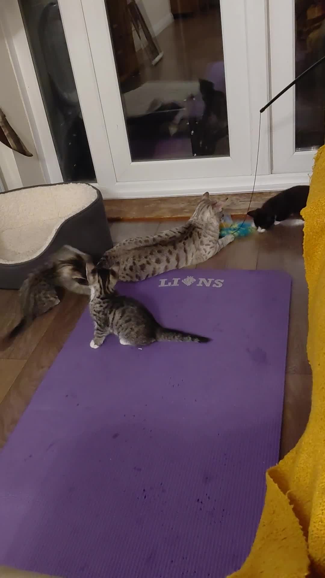 Mixed Breed cats for sale: Mix breed kittens. Mum is snow bengal  - Video 1