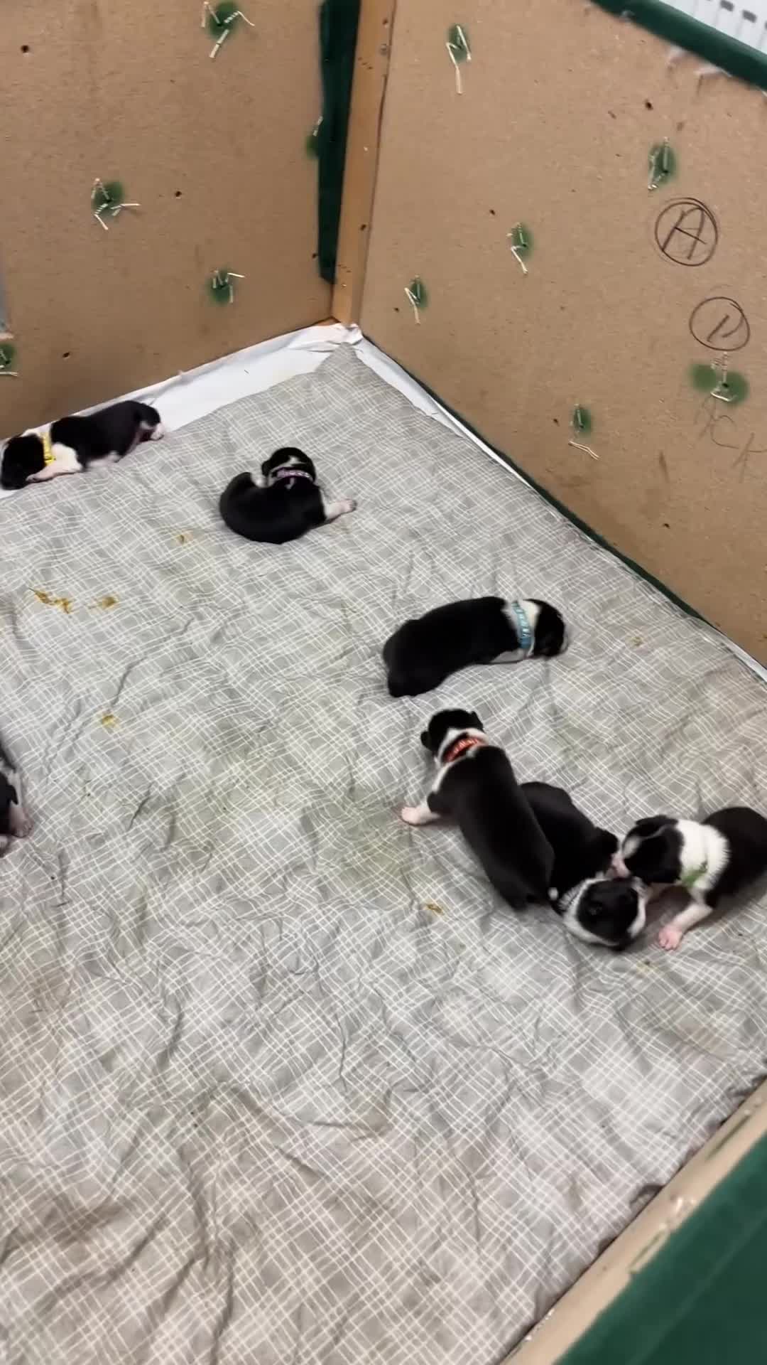 Border Collie dogs for sale: Border collie puppies - Video 1