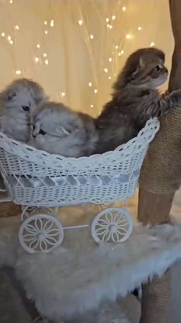 Scottish Fold cats for sale: TICA Scottish fold show quilty kittenss london  - Video 5