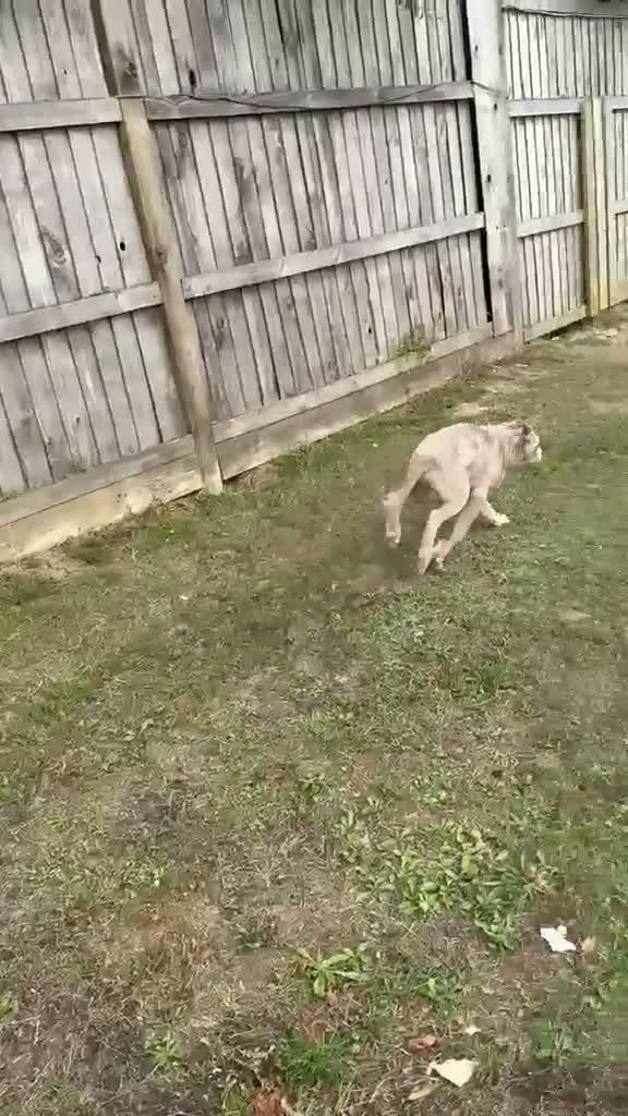 Cane Corso dogs for sale: Male cane corso puppy for sale - Video 2