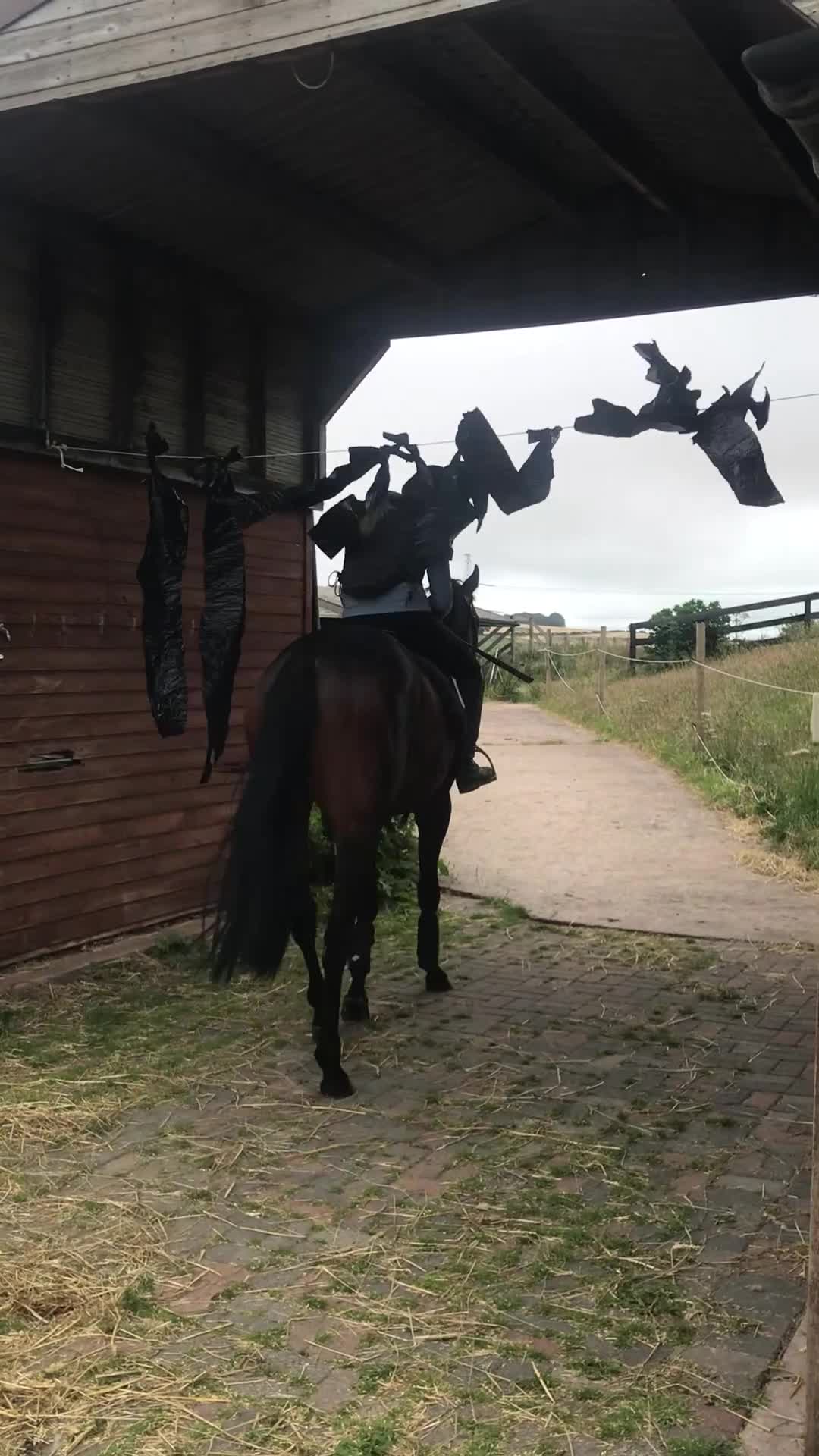 Irish Thoroughbred horses for sale: Stunning Bay gelding  - Video 2