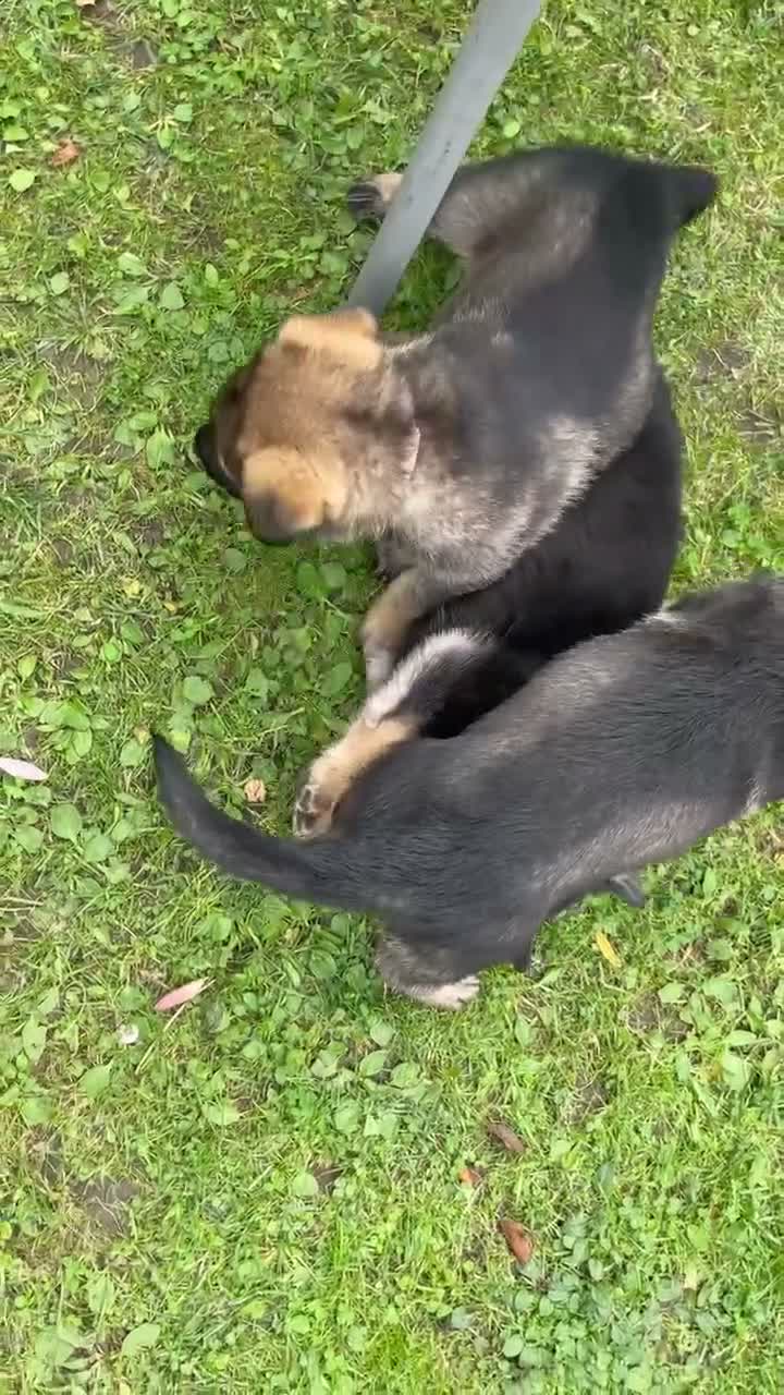 German Shepherd dogs for sale: STRAIGHT BACKED WORKING / PROTECTION DOGS - Video 1