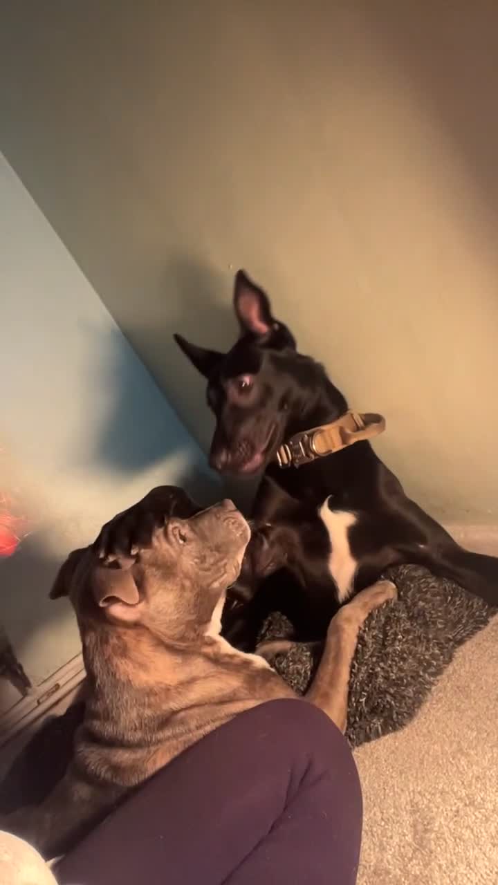 Belgian Shepherd Dog dogs for sale: Belgian Malinois x bull herder  - Video 1